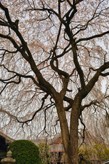 京都　本満寺の枝垂れ桜（枝垂桜）（日本京都府京都市） Kyoto - Weeping cherry blossoms (shidazakura) at Honmanji Temple (Kyoto City, Kyoto Prefecture, Japan)