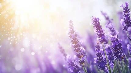 Fototapeta premium A dreamy lavender field at sunset with glowing bokeh lights, evoking calmness, beauty, and nature's serenity.