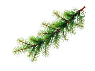 Green spruce branch on white background, isolated element for design and decoration