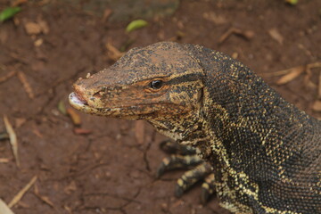closeup of curious salvator lizard face