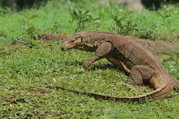 a salvator lizard was crawling in the grass in the morning