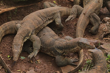The salvator lizards were huddled on the rocks