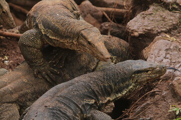 The salvator lizards were huddled on the rocks
