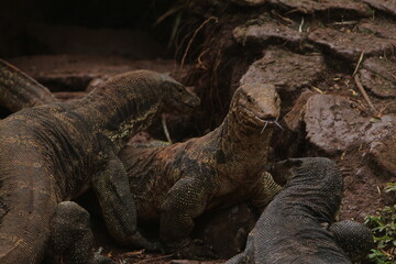The salvator lizards were huddled on the rocks