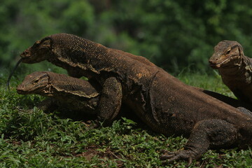 Salvator lizards are chatting in the grass in the morning