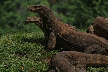 Fototapeta premium The salvator lizards were huddled in the bushes