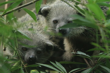 Obraz premium binturong is watching behind the leaves