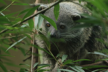 a binturong stares behind the leaves