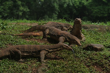 The salvator lizards were huddled in the bushes