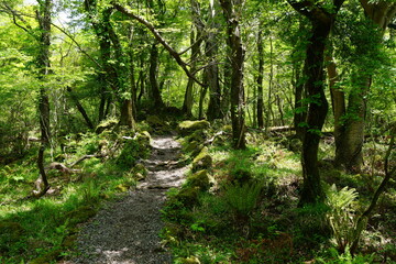 fresh ferns in early spring sunlight