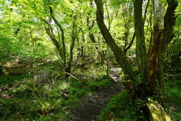 early spring path in the delightful sunlight