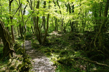 Obraz premium early spring path in the delightful sunlight
