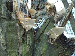 Mushrooms on an old tree. Woody poisonous mushrooms on the trunk of an old rotten tree. Natural forest backgrounds and textures.