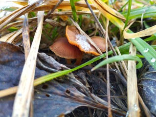 Hidden under the green grass poisonous mushrooms with snow on the cap. Late autumn mushrooms in the grass.