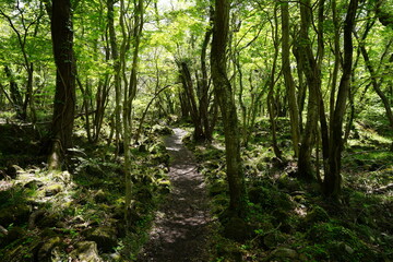early spring path in the delightful sunlight