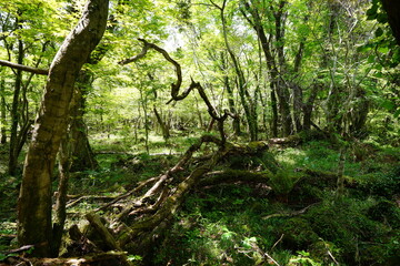 wild forest in early spring