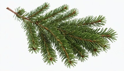 Christmas tree decor, beautiful green spruce branch on white background, isolated element