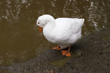A white goose forages on the ground in a farmyard setting during a cloudy day, showcasing its natural behavior in a rural environment