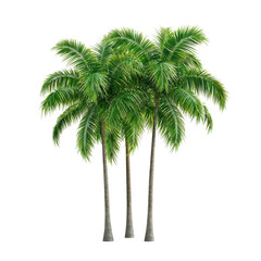 Lush Green Palm Trees in Detailed View