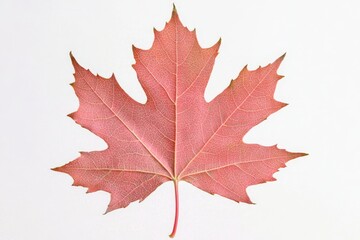 Fototapeta premium Single pink maple leaf isolated on white.