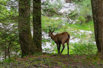 Gams steht im Wald