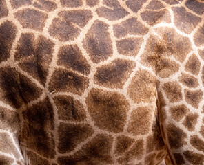 Giraffe skin