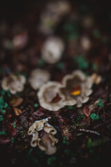 Blurry mushrooms on the forest floor