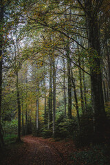 A curvy path through the forest in autumn