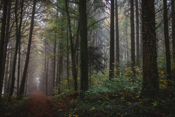 A forest path in the fog