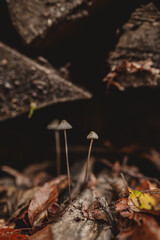 tiny mushrooms among a stack of logs