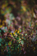 Obraz premium Fall colored leaves in the forest out of focus