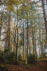 Tall trees in the forest in autumn with yellow leaves