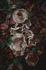 mushrooms mixed with fall leaves