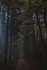 A path through a dark forest in autumn