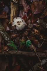 A mushroom on the forest floor