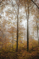 trees with yellow leaves in the fog in the forest in autumn