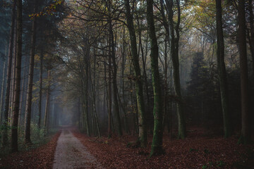 A road through the forest in autumn