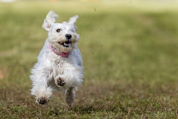 Miniature Schnauzer Running Lure Course Sprint Dog Sport