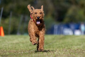 Irish Terrier Running Lure Course Sprint Dog Sport