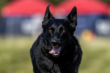 Black German Shepherd Running Lure Course Sprint Dog Sport