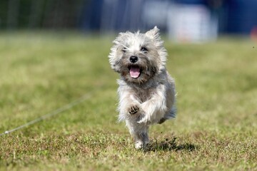 Cairn Terrier Running Lure Course Sprint Dog Sport