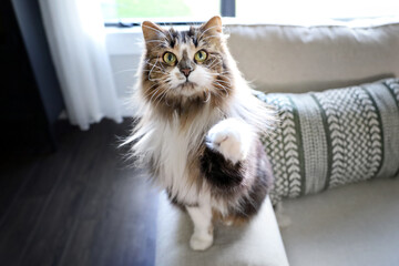 A fluffy cat raising its paw while sitting on a couch