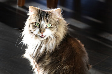 A tabby cat with green eyes meowing