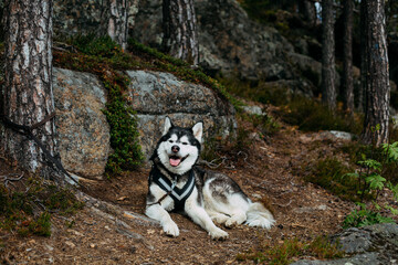 Alaskan Malamute Relaxing in a Forest Setting