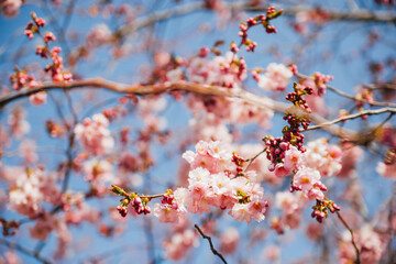 Cherry Blossoms Against Blue Sky