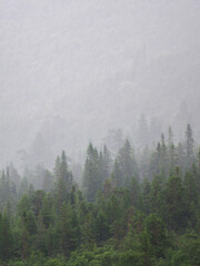 Mountain forest covered in fog in the north of Sweden
