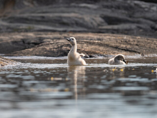 Baby swan hatchling stretching and flapping its wings