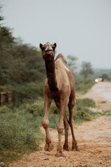 Camel walking on the sandy road in Rural Jaipur, India