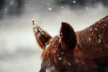 Close-up of Chestnut Horse Ears with Snowflakes