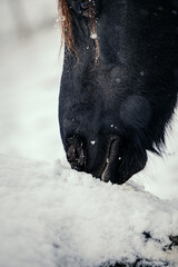 Black Horse Licking Snow from Wooden Piece in Winter
